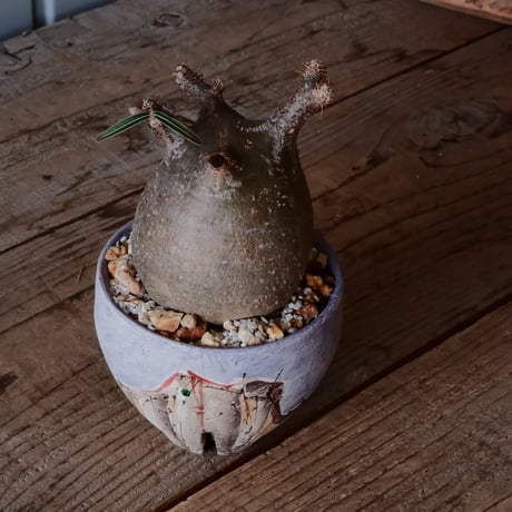 グラキリス φ8cm - 象牙宮 -［No.49］  ×   沼野秀章 作「 刻ム音 」3号 植木鉢 笠間焼