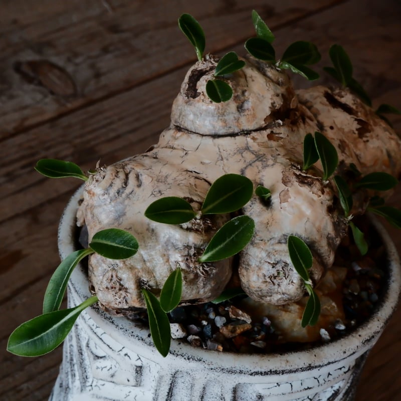 パキポディウム ブレビカウレ - 恵比寿笑い -［No.28］ × 根本峻吾 作