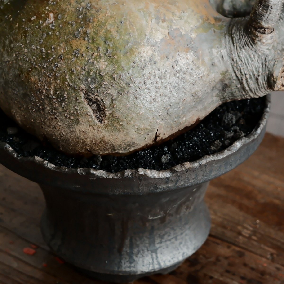 松野然 ZEN 検）塊根 アガベ 作家鉢パキプスグラキリス