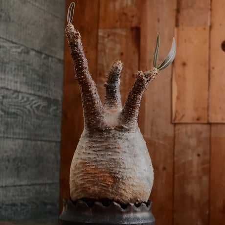 グラキリス - 象牙宮- ［No.167］  ×   根本峻吾 作 S.N POT type.cylinder「 黒焔 - kokuen - 」3号 植木鉢 笠間焼