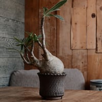 発根済 グラキリス  - 象牙宮 - size M［No.233］  ×  與那嶺大輔 作 「琉球飛び鉋」4号 植木鉢