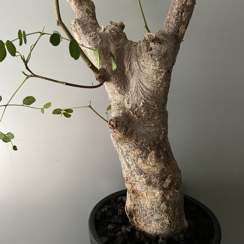 Quesnelia liboniana 子株一つ Quesnelia liboniana 子株一つ