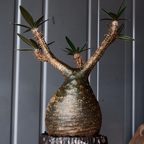 グラキリス φ8.5cm - 象牙宮-［No.44］× 根本峻吾 作 S.N POT type.round「 爪牙 -堕天白- 」3号鉢 笠間焼