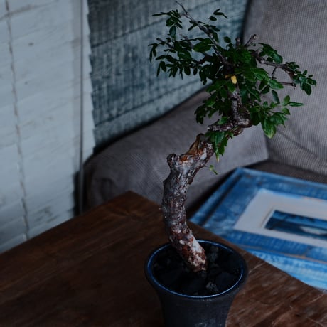 コミフォラ モンストローサ［No.40］  ×   沼野秀章 作 「black & blue . tall 」3号 植木鉢 笠間焼