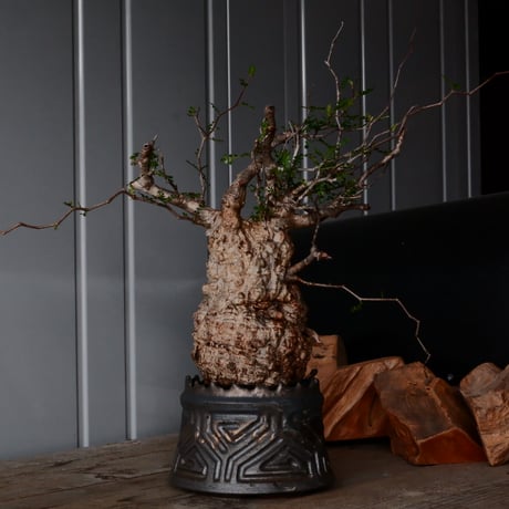 オペルクリカリア パキプス φ 12cm［No.32］  ×   根本峻吾 作 S.N POT type.cylinder「 鐡 - 黒焔 -」 4号 植木鉢