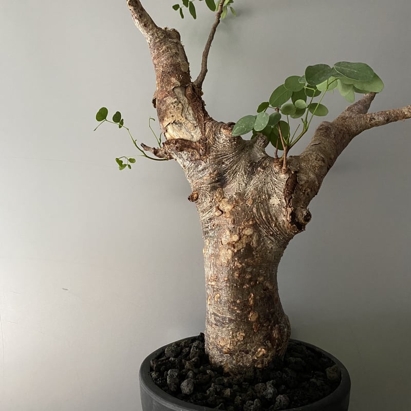 発根済 デロニクス プミラ BDP-03 | Botanical Holic