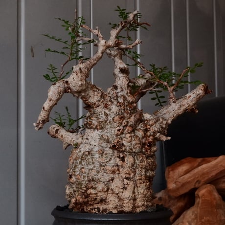 オペルクリカリア パキプス φ 11cm［No.23］  × 磯部祐介 作「 円 - 闇堕ち - "飛び鉋"」4号 植木鉢 笠間焼