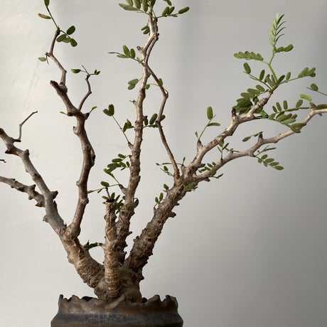 センナ メリディオナリス  発根済 現地株 SE-01 × S.N.Pot - crown - 3号鉢