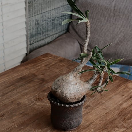 発根済 グラキリス  - 象牙宮 - size M［No.233］  ×  與那嶺大輔 作 「琉球飛び鉋」4号 植木鉢