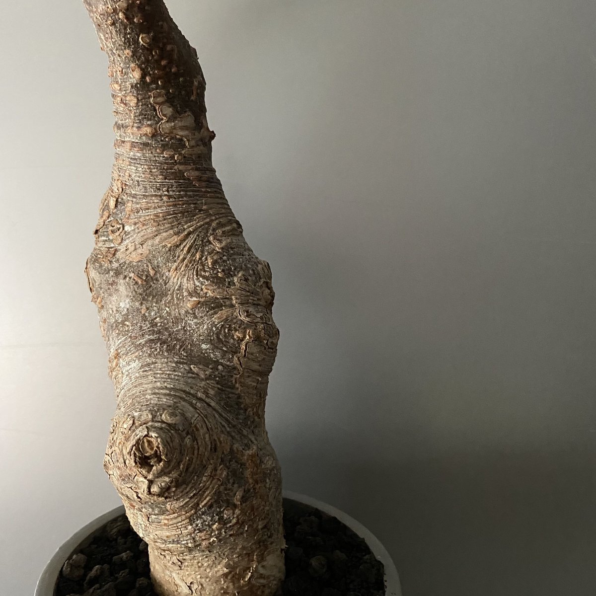 発根済 デロニクス プミラ BDP-06 | Botanical Holic