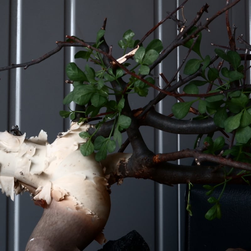 コミフォラ カタフ ピュア ソマリア産［No.13］ × 根本峻吾 作品【 S.N