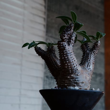マカイエンセ M - 魔界玉 -［No.175］  ×   沼野秀章 作「 black wrap 」4号 植木鉢 笠間焼