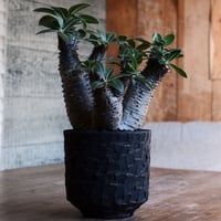 マカイエンセ L - 魔界玉 -［No.177］  ×   沼野秀章 作「 black wrap 」4号 植木鉢 笠間焼