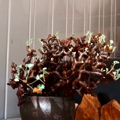 【 大株 】ペラルゴニウム ミラビレ［No.86］  × 沼野秀章 作品【  black wrap 】4号 植木鉢 笠間焼