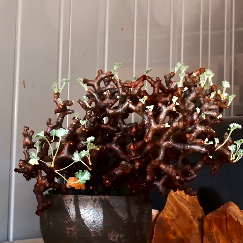 大株 】ペラルゴニウム ミラビレ［No.86］ × 沼野秀章 作品【 black wr