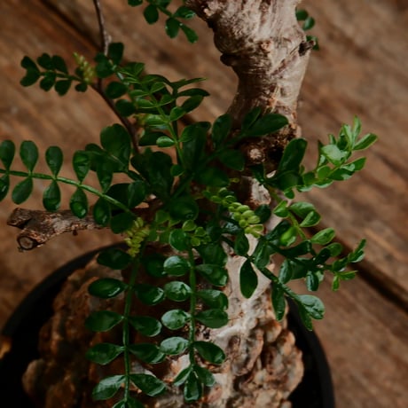 オペルクリカリア パキプス φ9.5cm［No.15］  ×   根本峻吾 作 S.N POT type.cylinder「 雷電 」limited color - Ocher - 4号 植木鉢