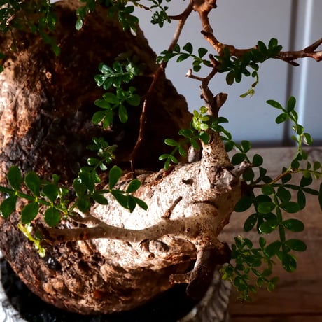 オペルクリカリア パキプス φ 15cm［No.02］  ×   根本峻吾 作 S.N POT  type.cylinder「 月光ノ爪牙 」 5号 植木鉢