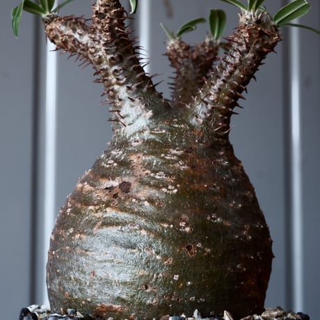 グラキリス φ8.5cm - 象牙宮-［No.02］× 根本峻吾 作 S.N POT type.round「 爪牙 -堕天黒- 」3.5号鉢 笠間焼