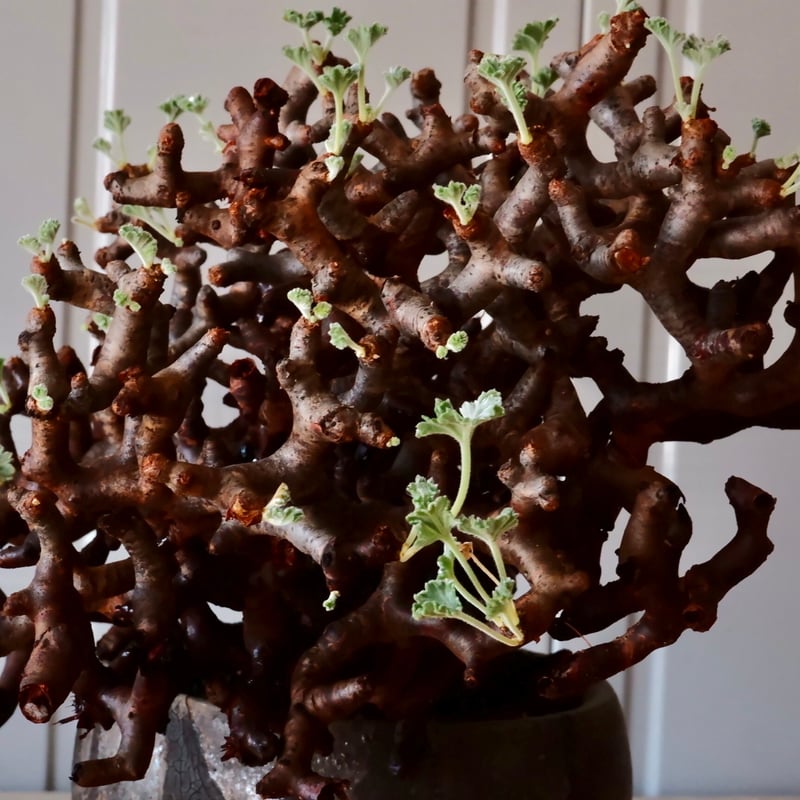 大株 】ペラルゴニウム ミラビレ［No.86］ × 沼野秀章 作品【 black wr