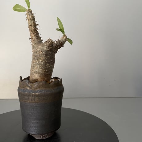 発根済 超チビ マカイエンセ 魔界玉 現地株 BG-146 × S.N.Pot - crown - 2号鉢 ［作家  "根本峻吾"］