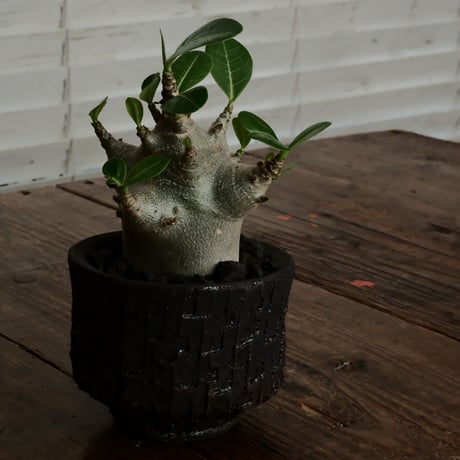 《超人》アデニウム アラビカム " スーパードワーフ " φ6cm［No.10］  ×   沼野秀章 作「 black wrap 」3号 植木鉢 笠間焼