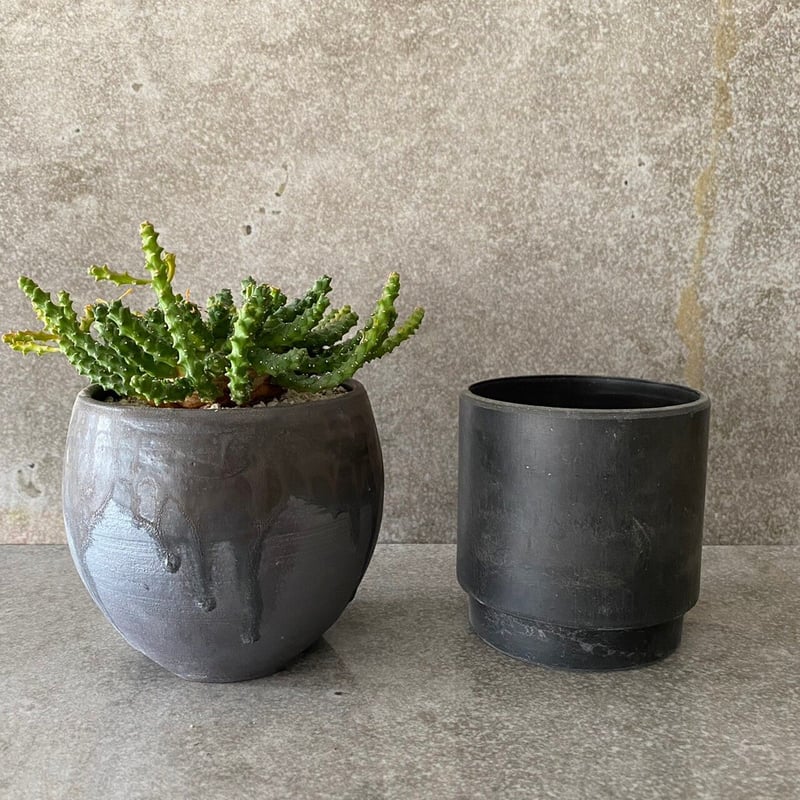 輸入 ユーフォルビア ゴルゴニス 金輪際 No.12 × 円 - en - 