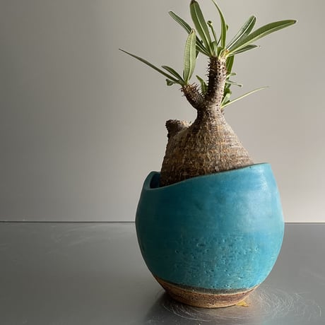 赤肌 Gracilius  ×  Shell pot S「Turquoise blue」 - 笠間焼 - C96