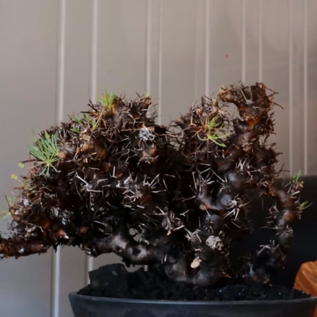 【 大株 】オトンナ ユーフォルビオイデス ［No.89］ ×  8号 浅鉢 植木鉢