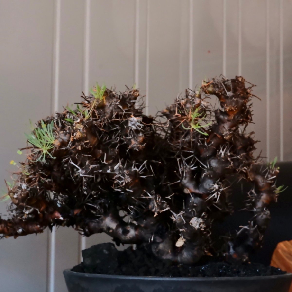 大株 】オトンナ ユーフォルビオイデス ［No.89］ × 8号 浅鉢 植木鉢 