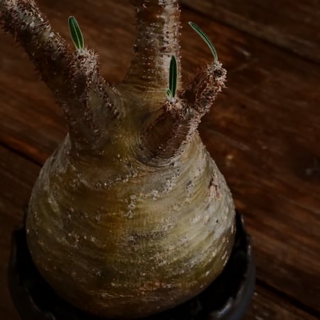 グラキリス - 象牙宮- ［No.172］  ×   根本峻吾 作 S.N POT type.slim「 鐡 - 黒焔 - 」4号 植木鉢 笠間焼