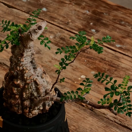 オペルクリカリア パキプス φ9.5cm［No.15］  ×   根本峻吾 作 S.N POT type.cylinder「 雷電 」limited color - Ocher - 4号 植木鉢