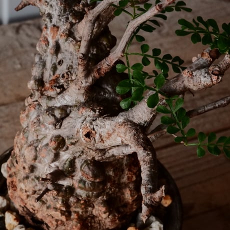 オペルクリカリア パキプス φ 7cm［No.16］  ×   沼野秀章 作「 刻ム音 」3号 植木鉢 笠間焼