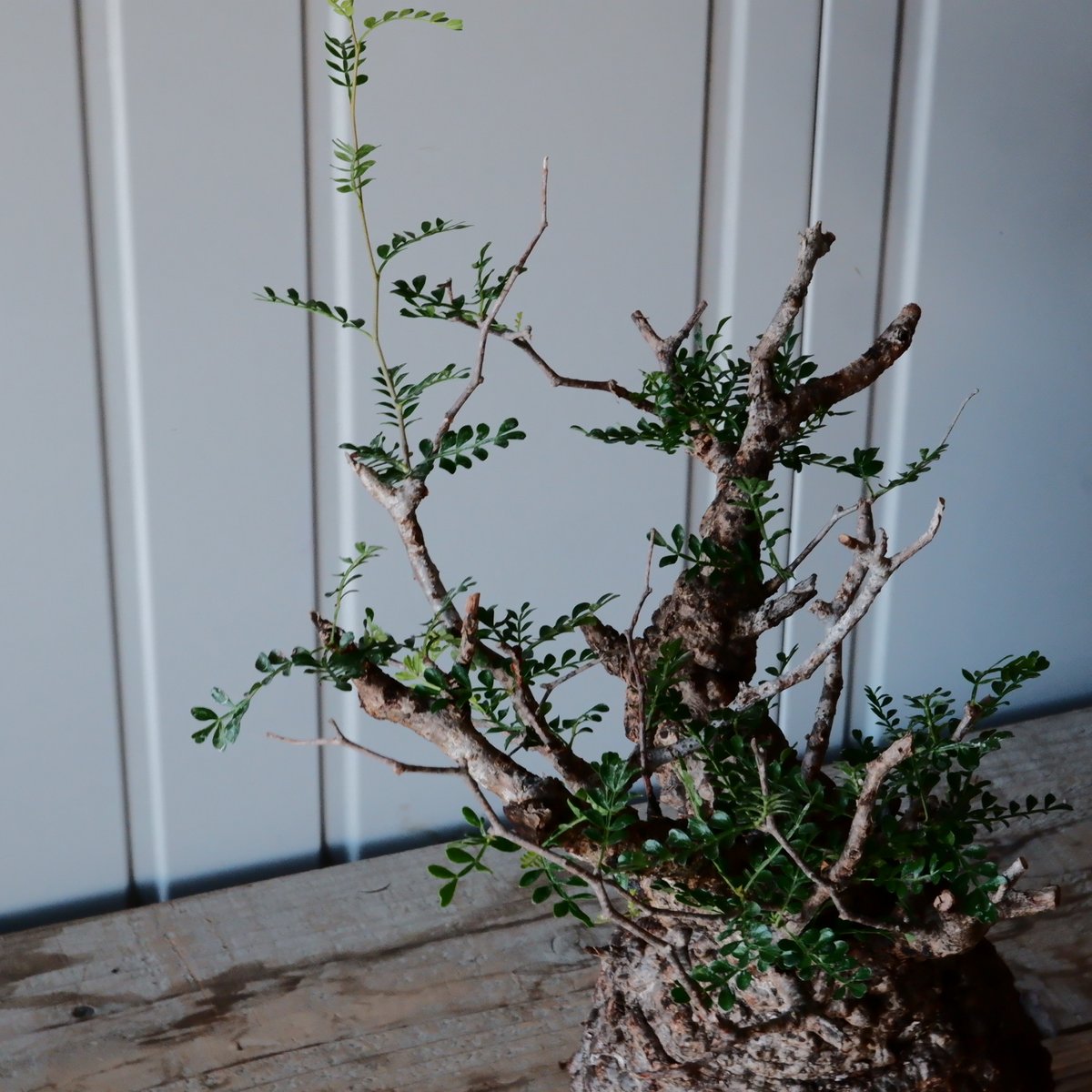 169 オペルクリカリア パキプス お気に入り株 169 オペルクリカリア パキプス お気に入り株