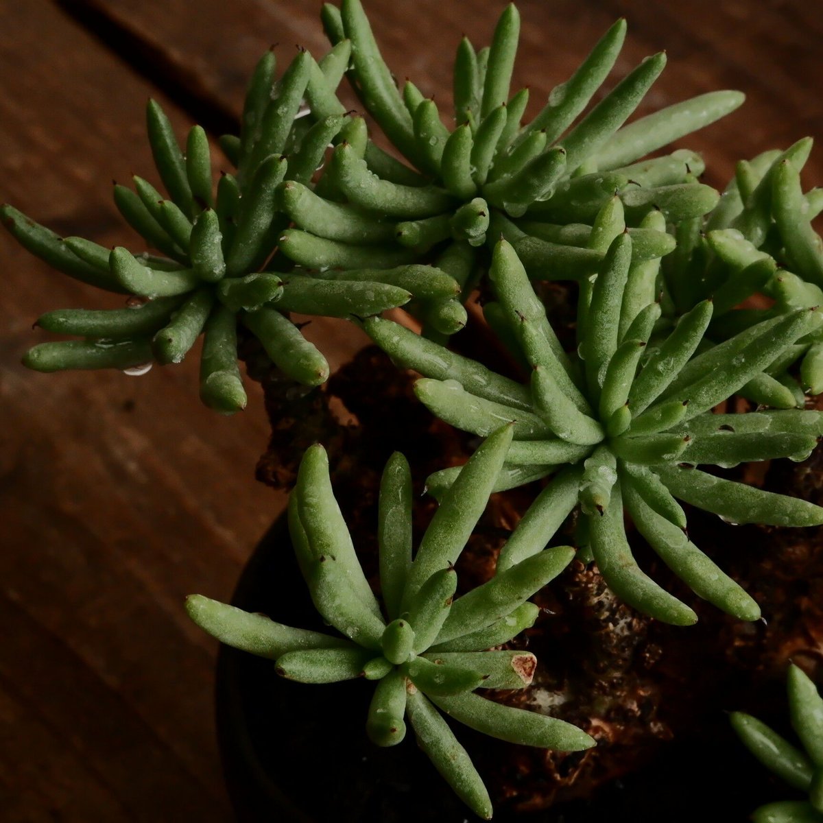 チレコドン ペアルソニー 白象［No.1］ × 根本峻吾 作 S.N POT type.