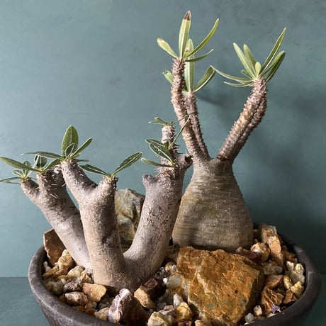 Madagascar Rock Garden - Yellow -［ No.6 ］