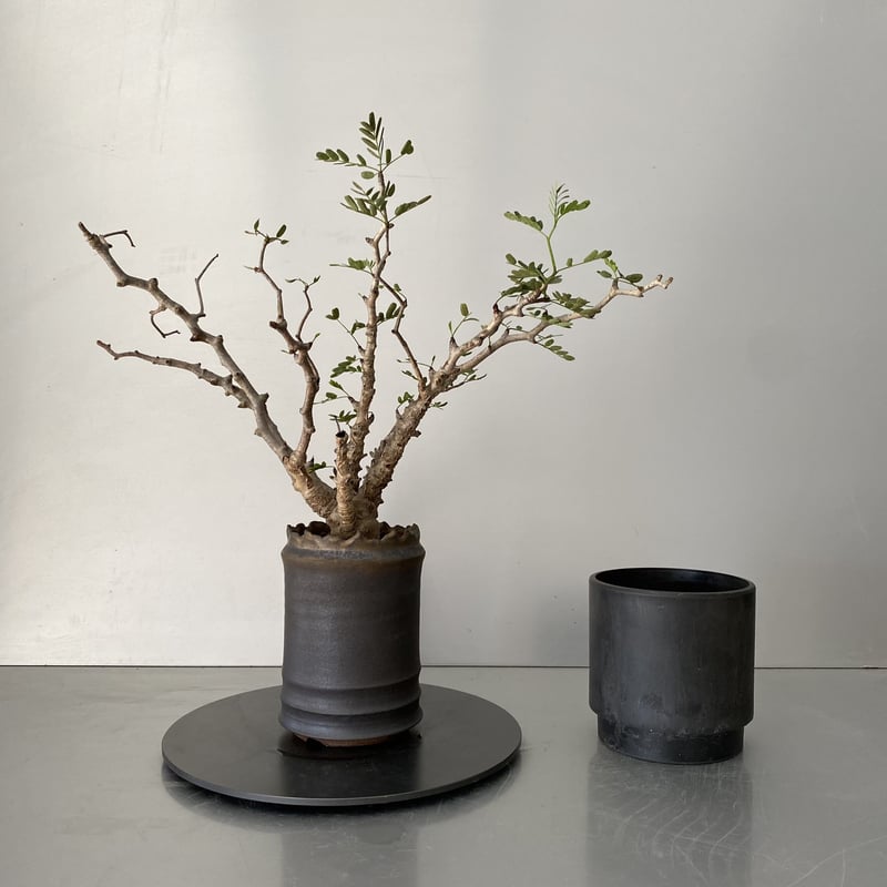 センナ メリディオナリス 発根済 現地株 SE-01 × S.N.Pot - crown -...