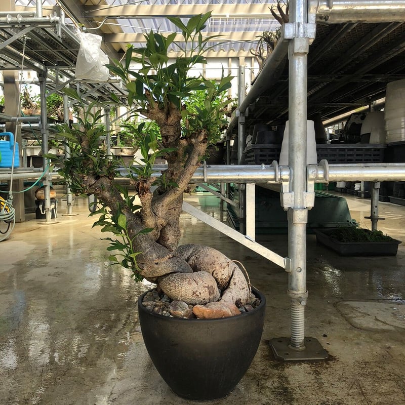 特大 バオバブ アダンソニア ねじ巻き二頭タイプ / Baobab