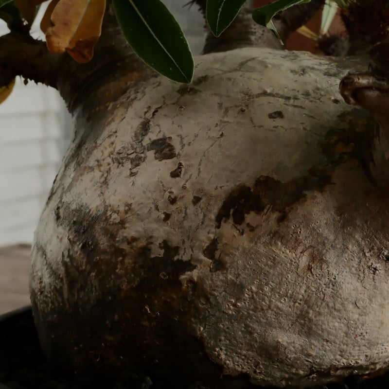 専用　パキポディウム グラキリス  大株 株径15cm 専用 パキポディウム グラキリス 大株 株径15cm