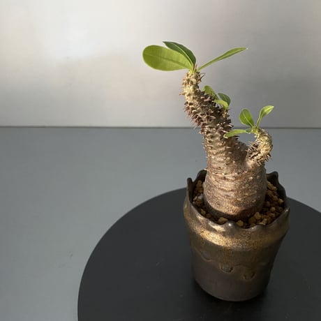 発根済 超チビ マカイエンセ 魔界玉 現地株 BG-139 × S.N.Pot - crown - 2号鉢 ［作家  "根本峻吾"］