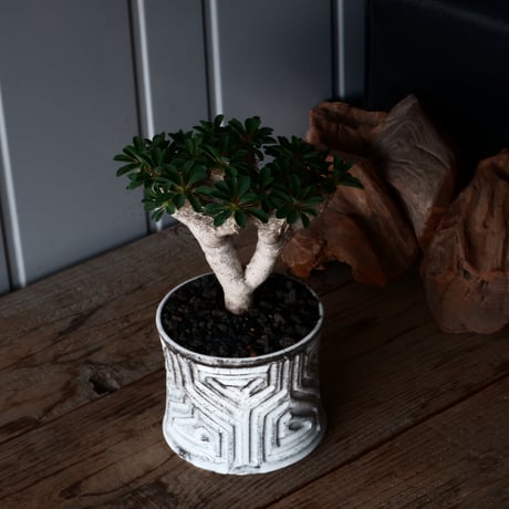 ユーフォルビア ギラウミニアナ 輸入株 発根済［No.3］  × 根本峻吾 作品【 S.N POT type.slim「 鐵 / 月光 ver. 」4.5号 】笠間焼 植木鉢