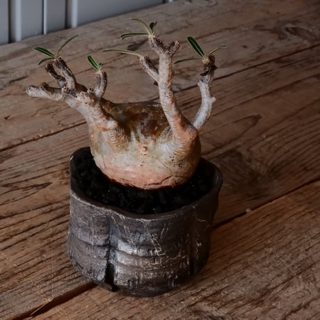 グラキリス φ8cm - 象牙宮 - ［No.04］  ×   沼野秀章 作「 black wrap 」3号 植木鉢 笠間焼