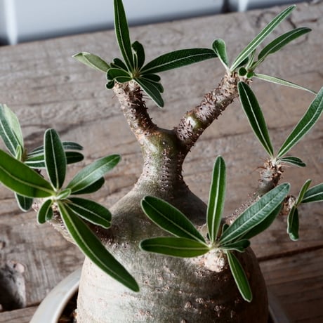 グラキリス φ9cm - 象牙宮-［No.48］× 坂本新 作 作品【 LUSTER GREY 】3号 植木鉢 笠間焼