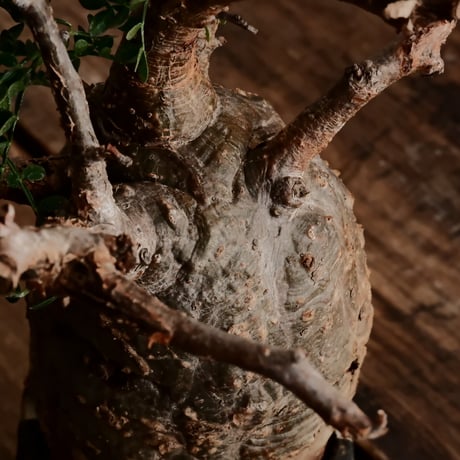 オペルクリカリア パキプス φ8.5cm［No.8］  ×   根本峻吾 作 S.N POT 「 雷電 - raiden - 」3号 植木鉢