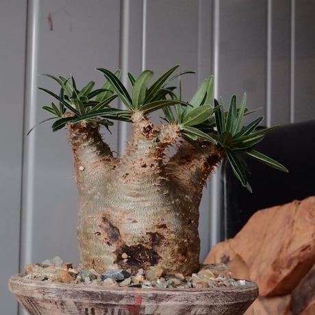 グラキリス φ7.5cm - 象牙宮 -［No.66］  ×   沼野秀章 作「 刻ム音 」4号 植木鉢 笠間焼