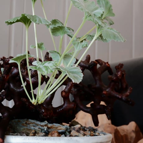 【低木】ペラルゴニウム ミラビレ［No.06］  ×   根本峻吾 作 S.N POT type.slim low「 月光ノ鐵」 6号 浅鉢 植木鉢