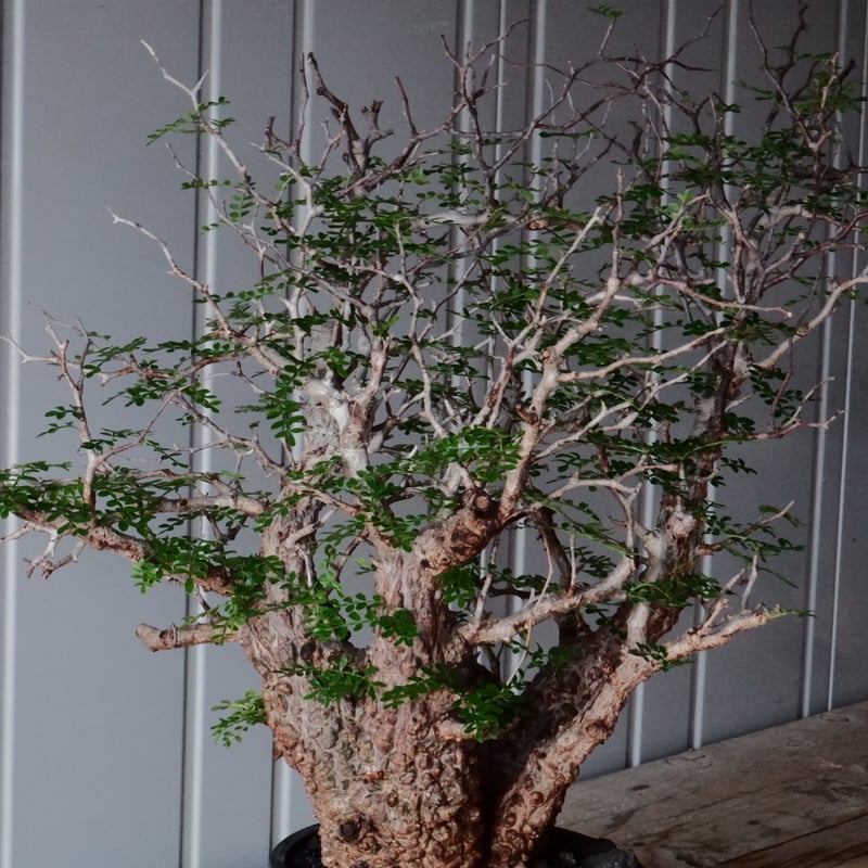 391op フラワー・ガーデニング パキプス ベアルート チャレンジ株