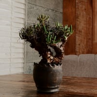 チレコドン レティキュラーツス 万物想［No.2］  ×   根本峻吾 作 S.N POT type.round「 黒焔  」3号 植木鉢 笠間焼