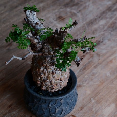 オペルクリカリア パキプス［No.44］  ×   沼野秀章 作「 black wrap 」3号 植木鉢 笠間焼