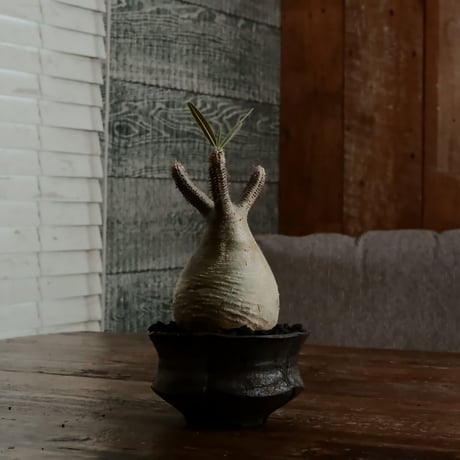 グラキリス - 象牙宮 -［No.50］  ×   沼野秀章 作「 black wrap 」3号 植木鉢 笠間焼