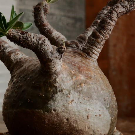 グラキリス M - 象牙宮- ［No.179］  ×   鈴木まるみ 作 3.5号 植木鉢 笠間焼